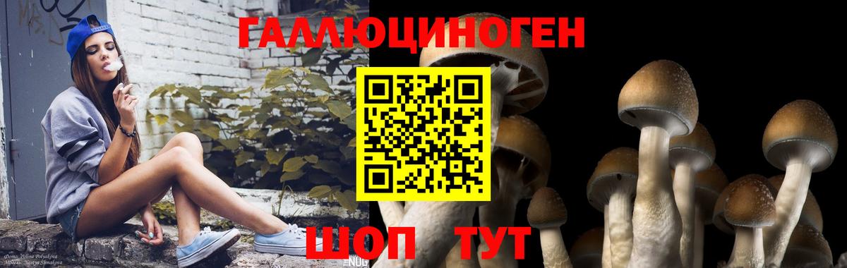 Псилоцибиновые грибы Cubensis  цена наркотик  Ачхой-Мартан  Вход с VPN 